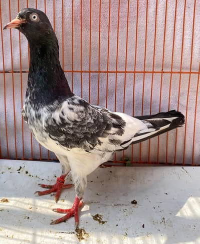 Royal teedy bredr female