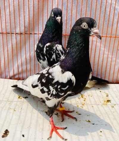 sadnaa bredr pair