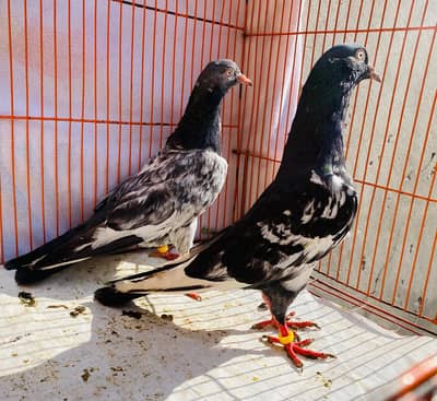 Tedy rampuri bredr pair
