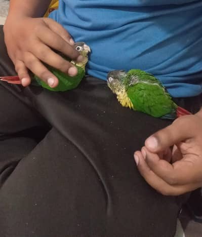 These conure are tamed and self feeding they are very friendly