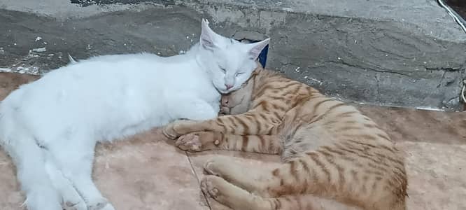 brown and white pair