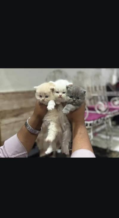 Triple code ma ha or punch phase m ha home bread ha kiteen ful healthy