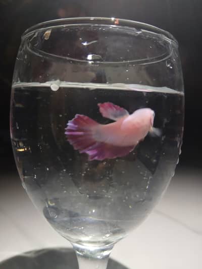 betta female and aquarium filter. aquarium setup