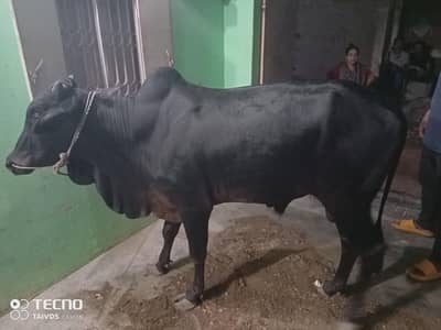 ( Bachra) for sell Qurbani k lie