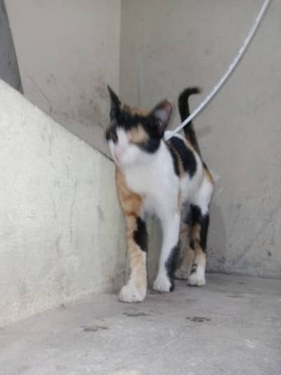 je cat go home cell can na jate