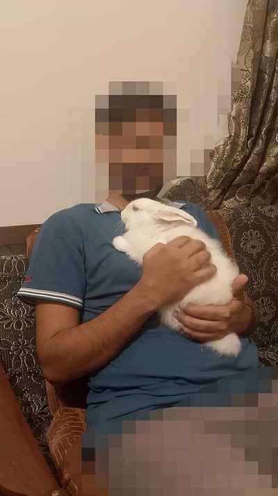 Angora White Rabbit Pair for Sale