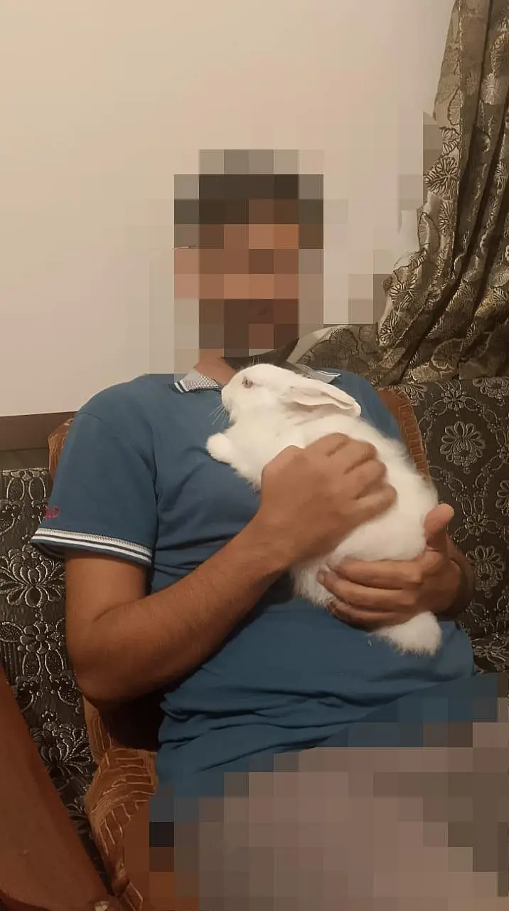 Angora White Rabbit — photo 2