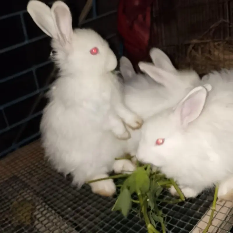 Angora White Rabbit — photo 10