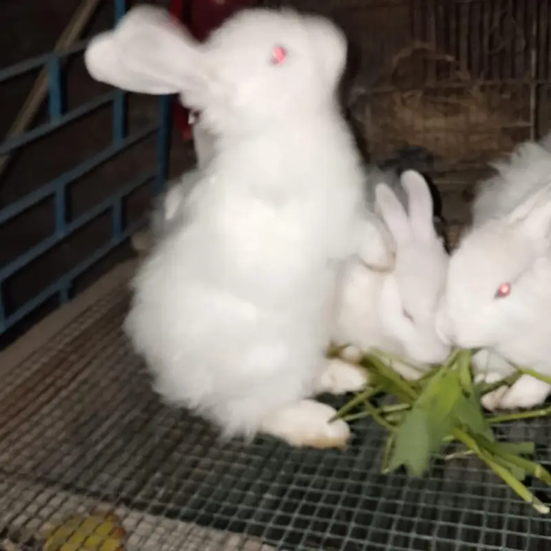 Angora White Rabbit — photo 11
