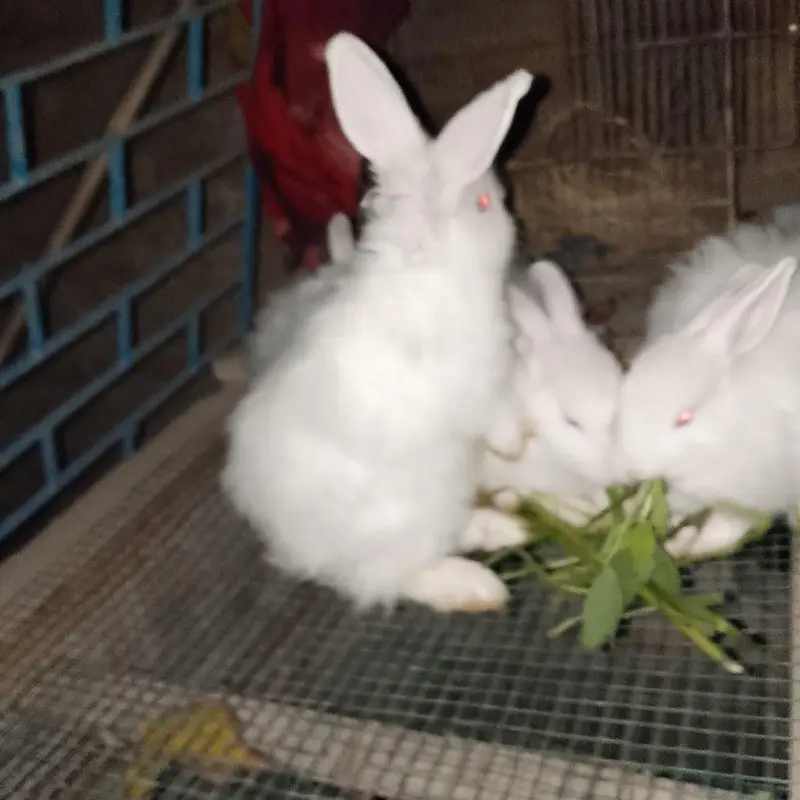 Angora White Rabbit — photo 12
