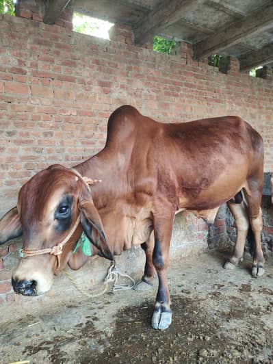 Brahman States Man Bull for Sale