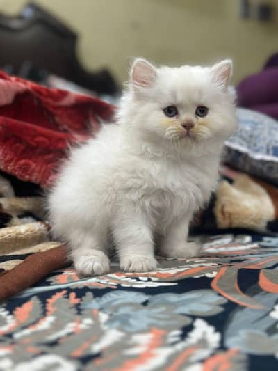 cats butyfull