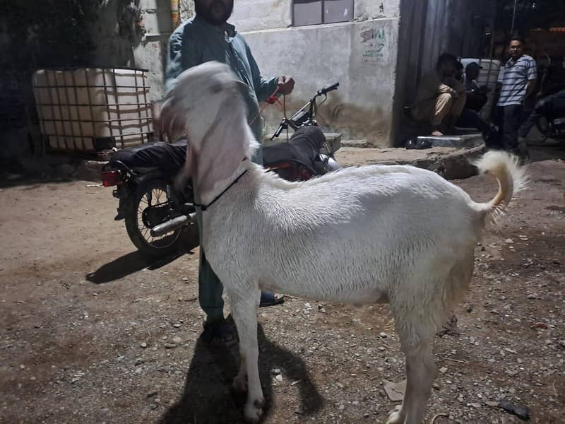 do dant gulabi 1