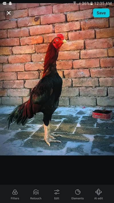 Murga