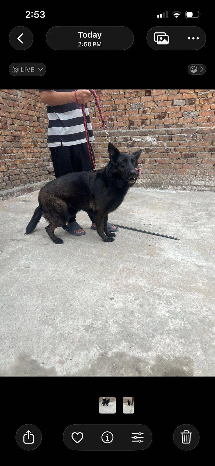 Black Shepherd 0