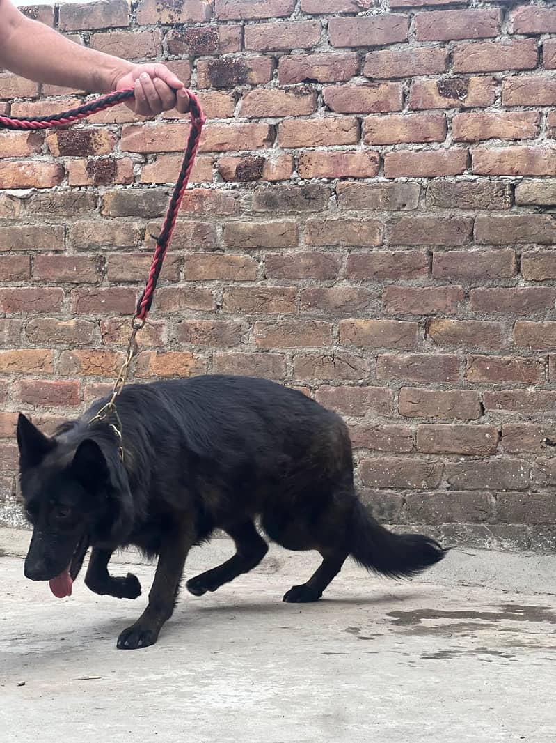 Black Shepherd 2