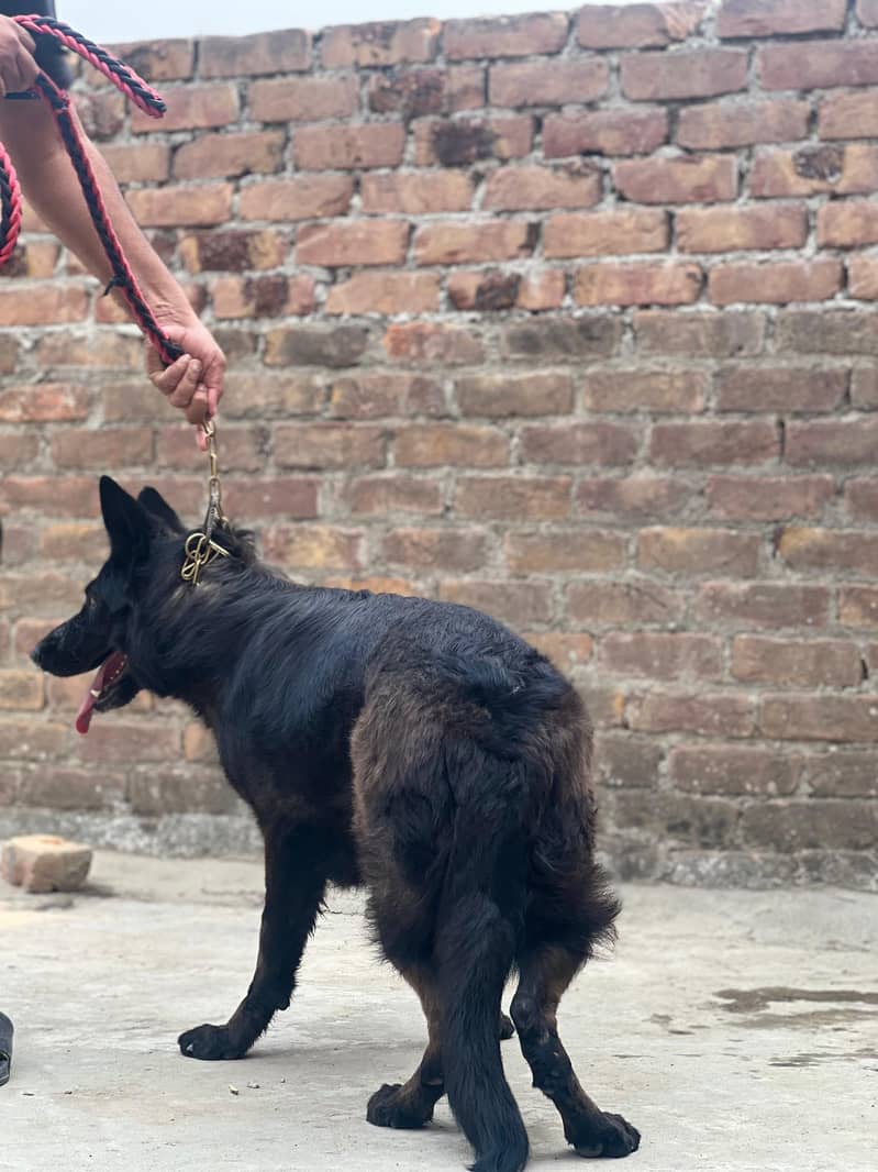 Black Shepherd 3
