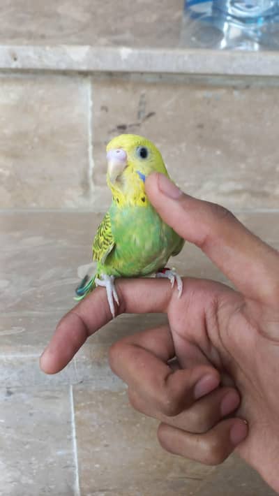 handtame Budgies