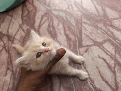 Persian Kittens for sale