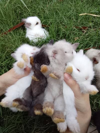cute fancy rabbit lionhead dwarf bunnies