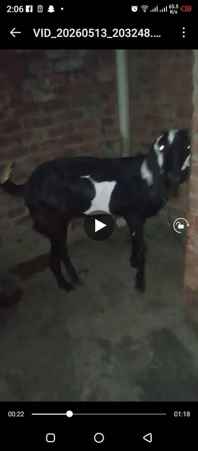 passo ki zarorat hai urgent sale krni hai