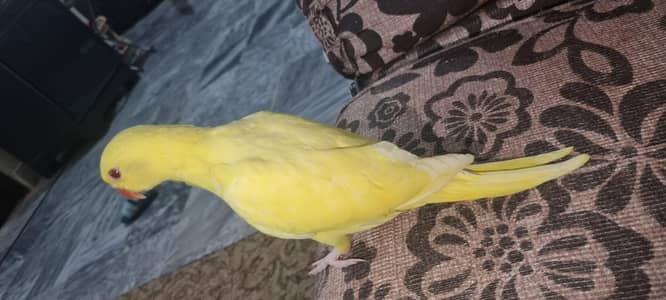 yellow ringneck self tamed yellow ringneck