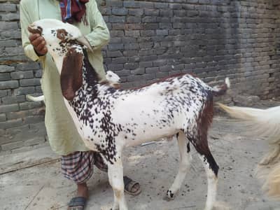 makhi cheena Bakra|donda|beetal bakra|DesiGoat|Qarbani Bakra| بکرا
