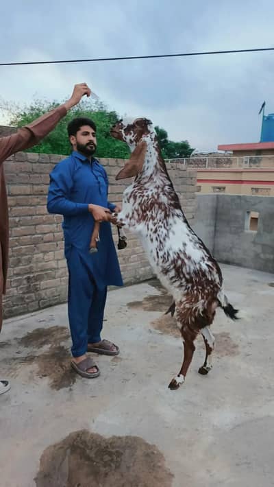 Beetal Goat for Qurbani 2026