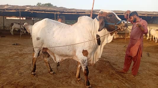 Heavy Bachra / Wacha / Desi bachre / Qurbani ka janwar /Qurbani 2026