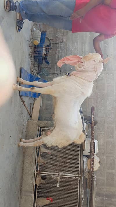 bakra