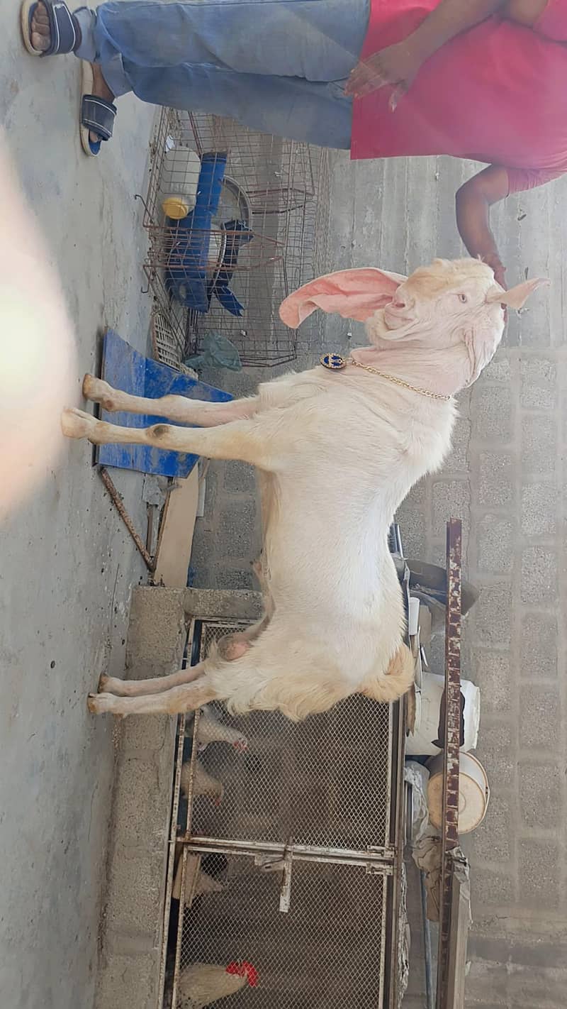 bakra 0