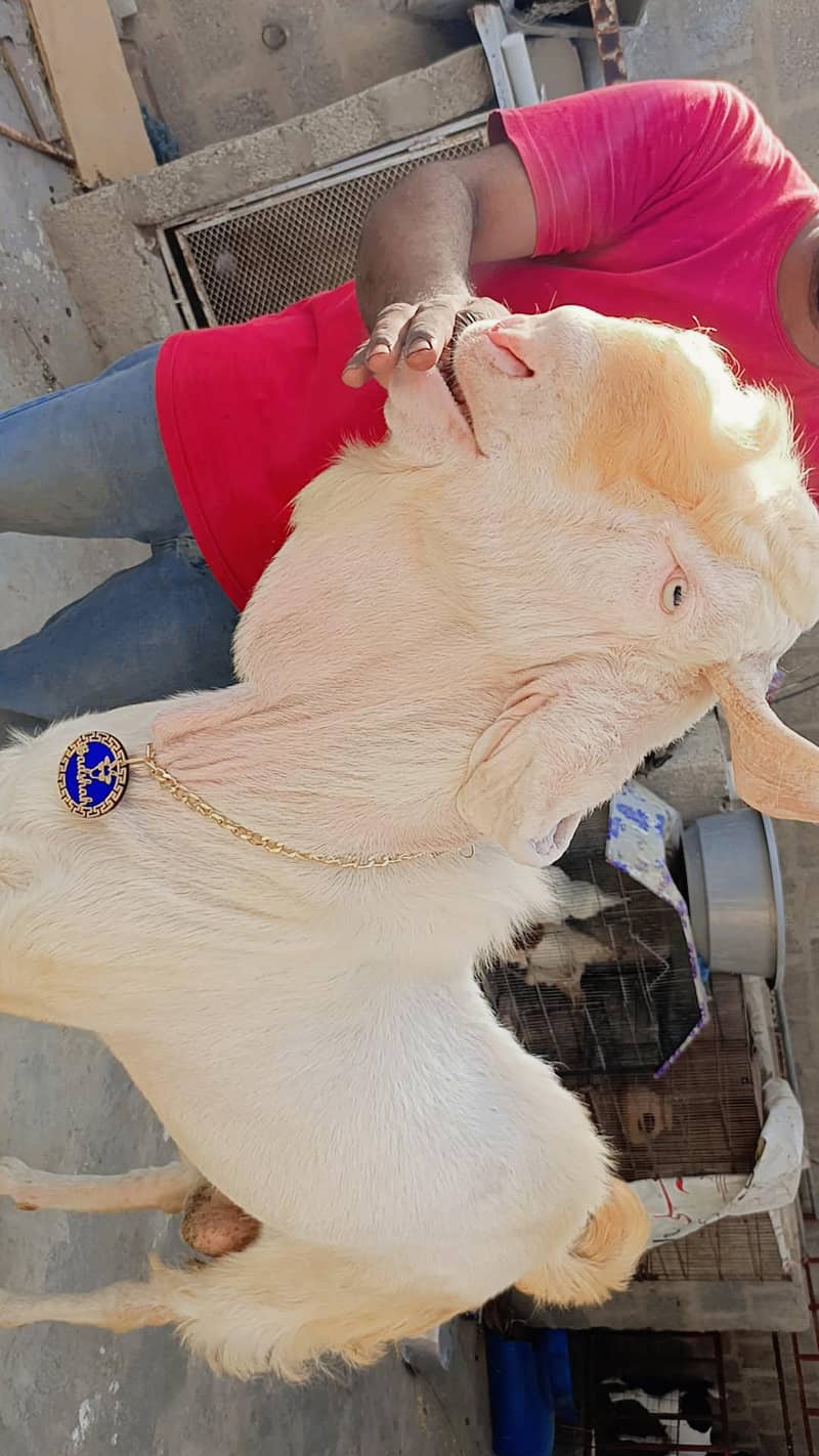 bakra 1