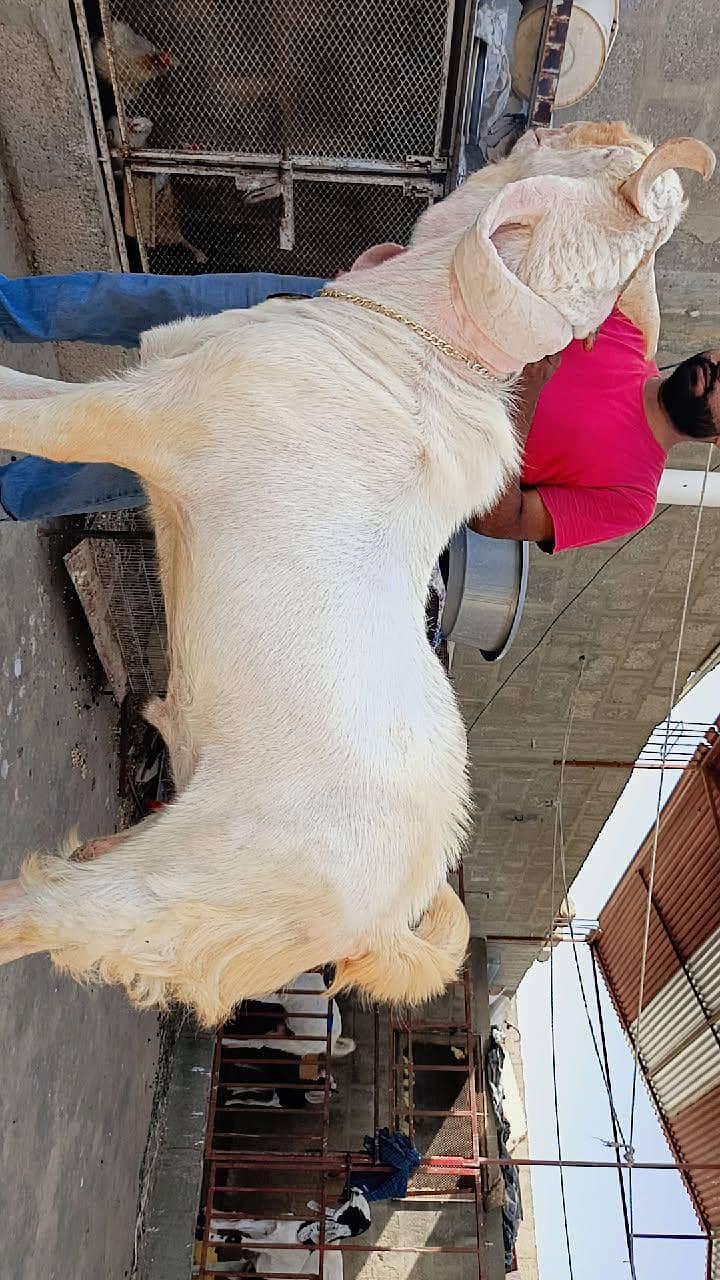 bakra 2