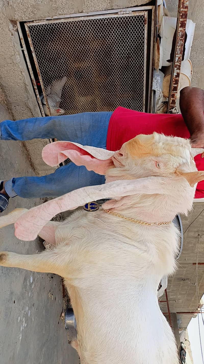 bakra 3