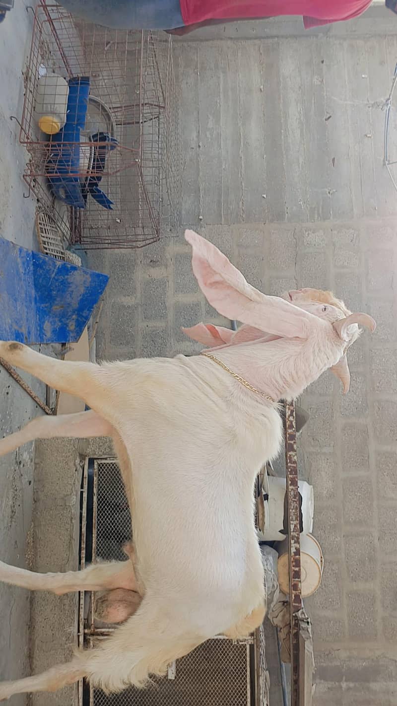 bakra 4