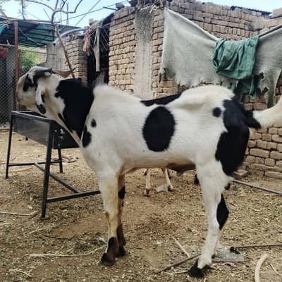 Qurbani Bakra for sale