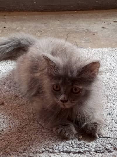 cat kitten