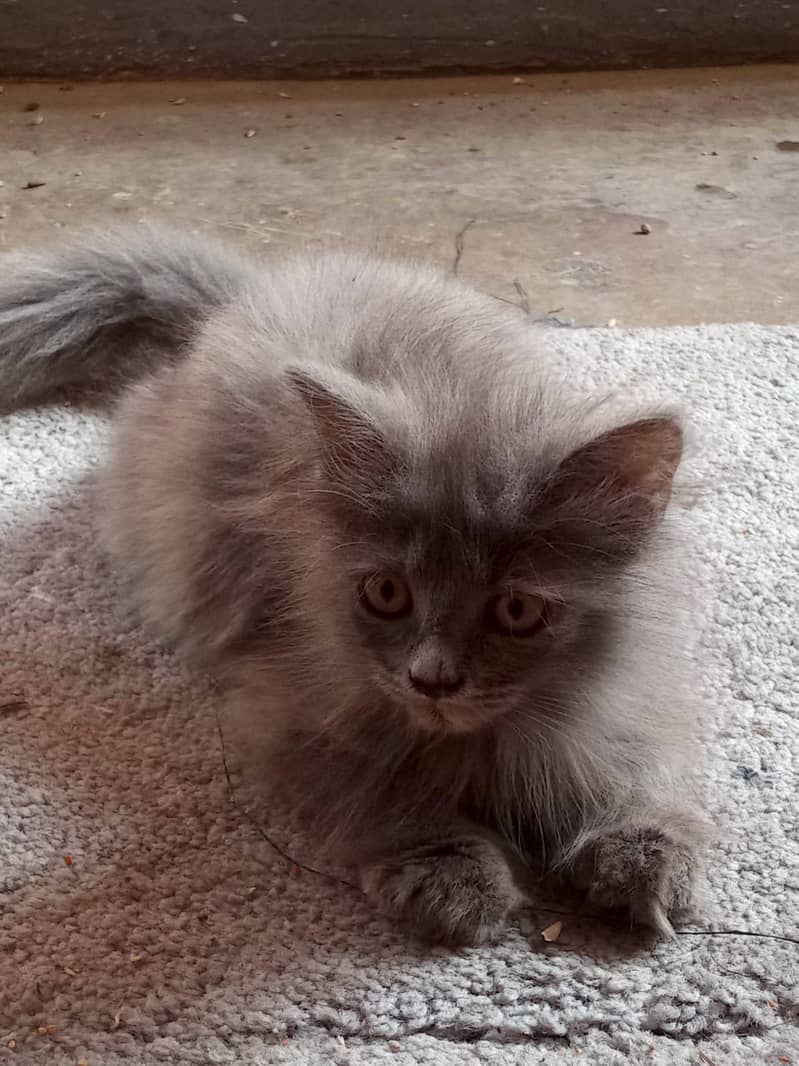 cat kitten 0