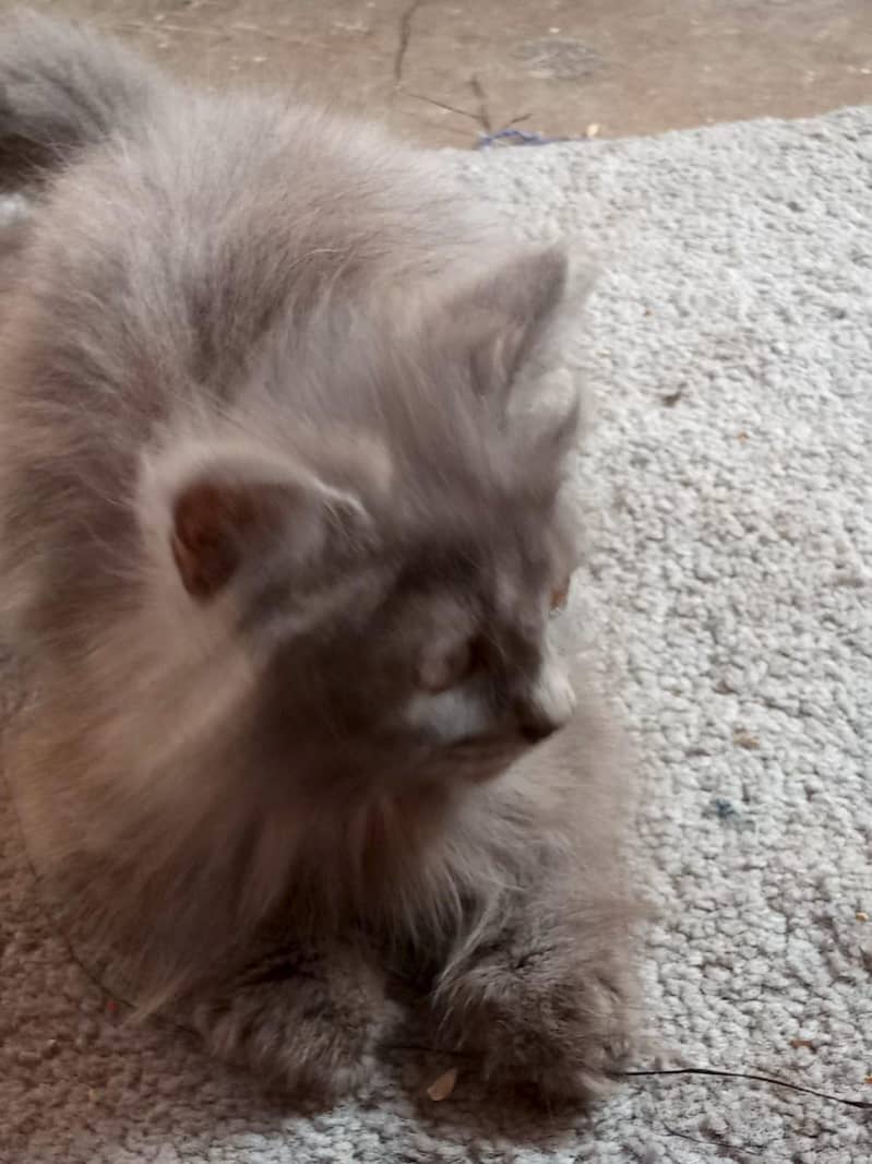 cat kitten 1