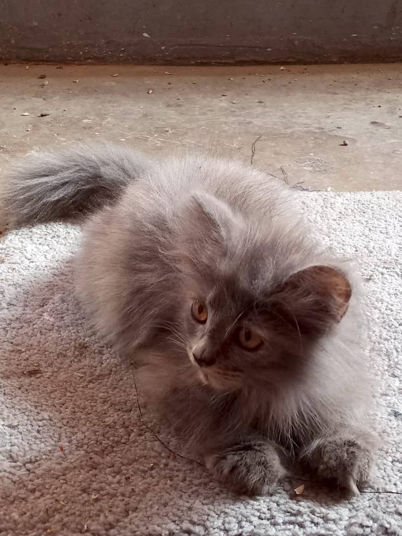 cat kitten 2