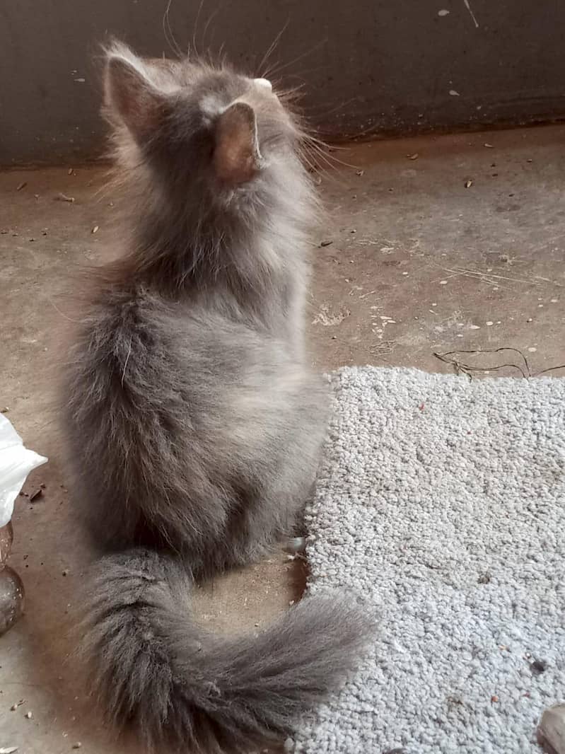 cat kitten 3