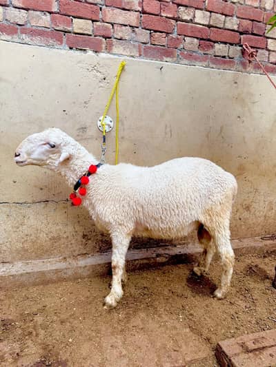 Mundra Sheep