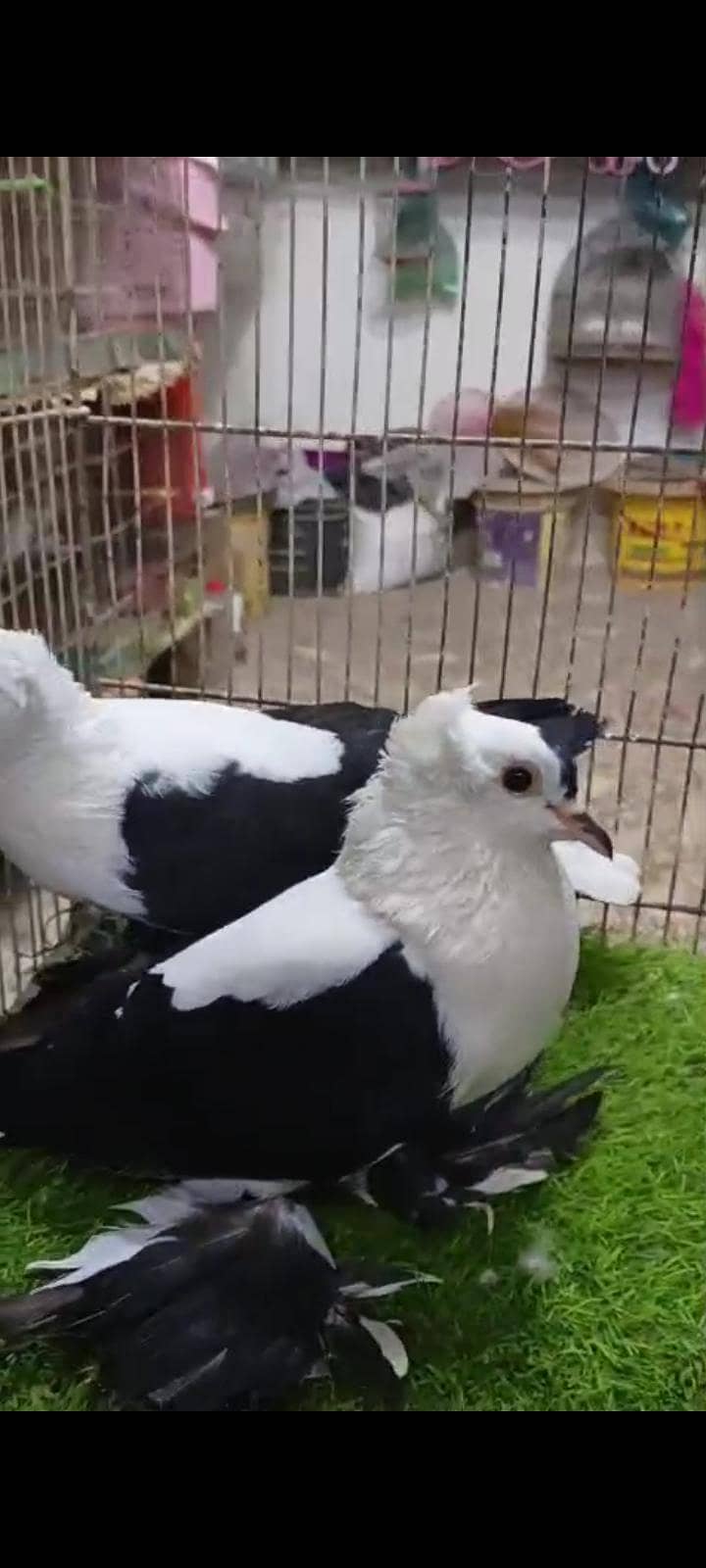 swallow fancy pair 2