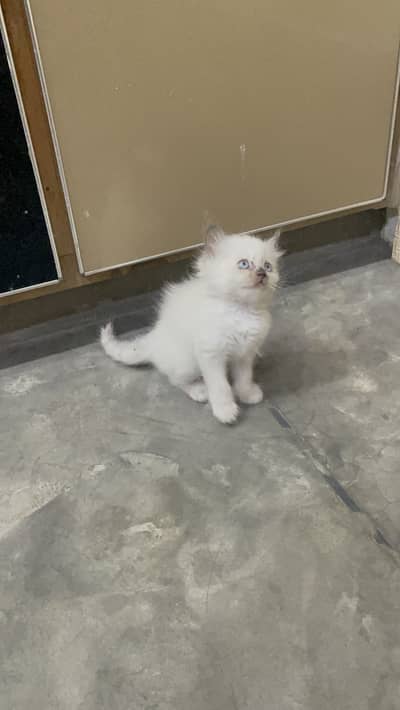 Persian triple coated male/ Himalayan kitten / 03247627801 /blue eyes