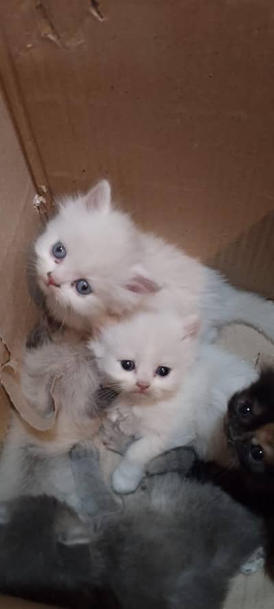 Persian kittens