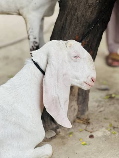 VIP Pair: Gulabi & Makhicheena | Full Active & Healthy | Qurbani 2026