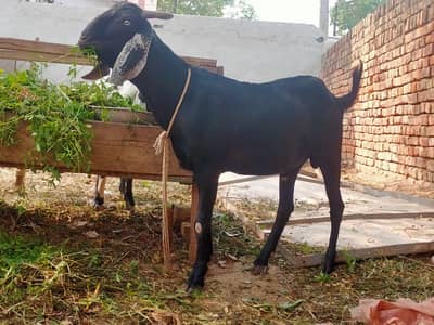 قربانی کے لیے خوبصورت بکرا برائے فروخت