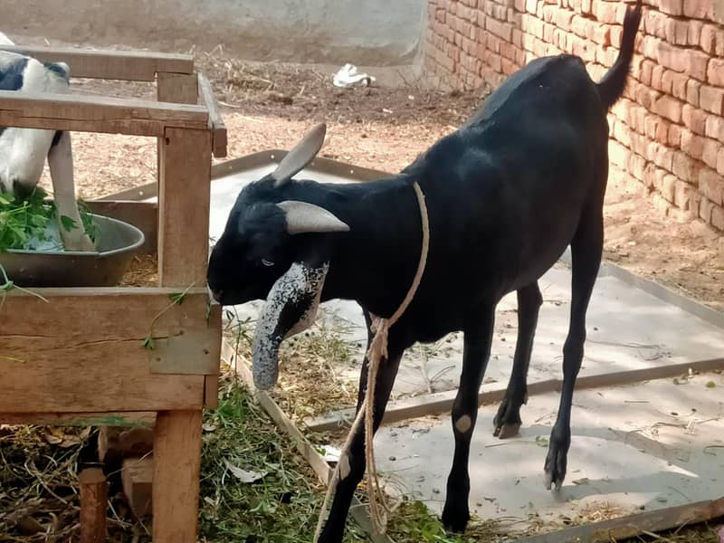 قربانی کے لیے خوبصورت بکرا برائے فروخت 1