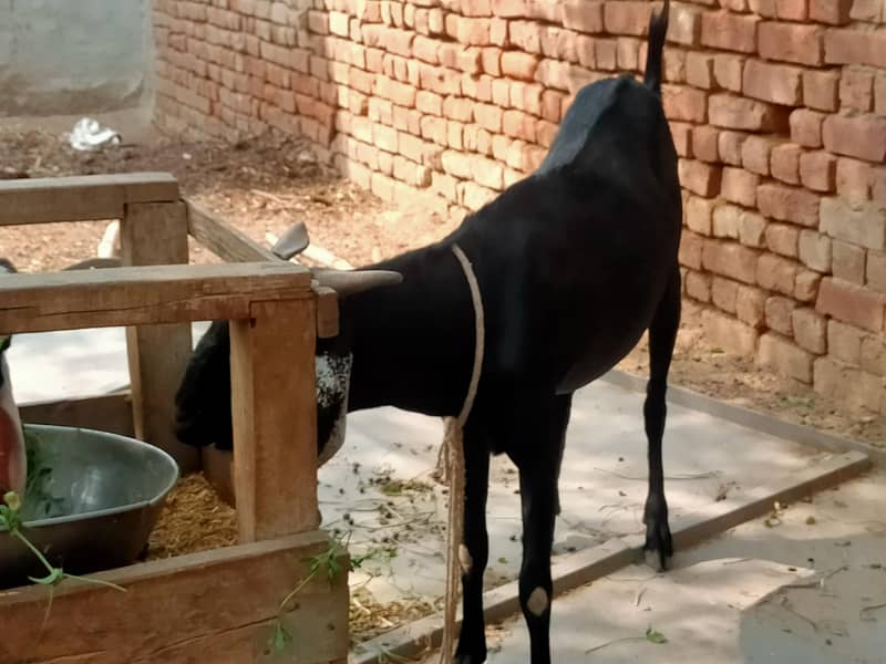 قربانی کے لیے خوبصورت بکرا برائے فروخت 3