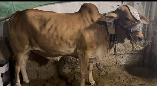 Cow for sale 2 daant
